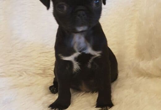 Pug Puppies Available For New Homes