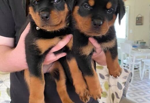 Home Raised Rottweiler Puppies