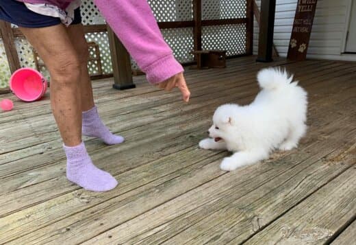 Adorable And Cute Little Samoyed Puppies