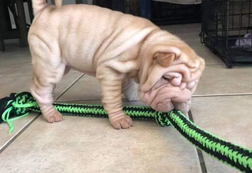 We Have Two Beautiful Shar Pei Puppies