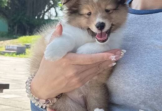 Adorable Sheltie Puppies