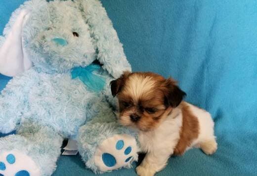 Adorable Shih Tzu Puppies