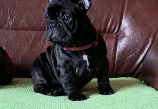 French Bulldog puppies