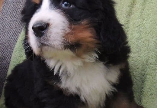 Bernese Mountain Dog Puppies
