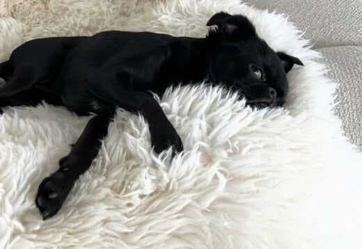 Home trained Brussels Griffon Puppies