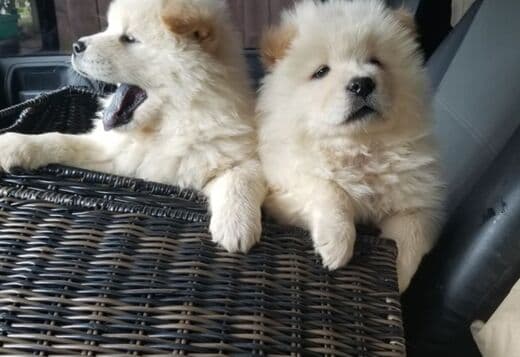 Affectionate Chow Chow Puppies For Rehoming