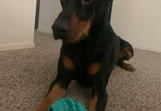 Home Raised Doberman Pinscher Puppies