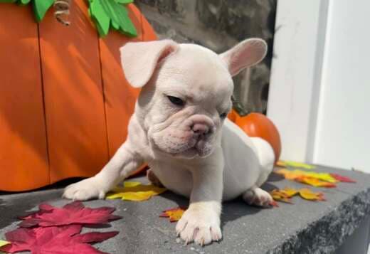 Amazing French Bulldog Puppies