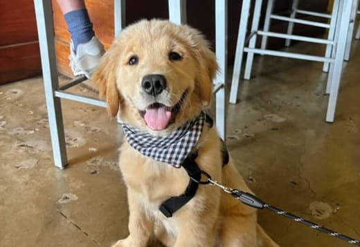 Registered Golden Retriever Puppies