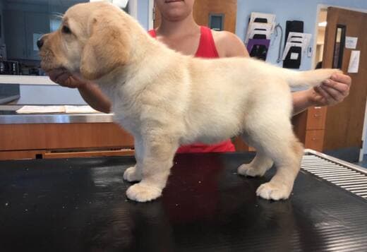 We Have Two Labrador Retriever Pups