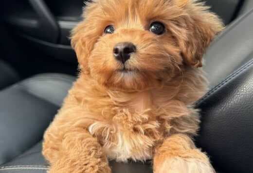 Magnificent Tea Cup Maltipoo Puppies