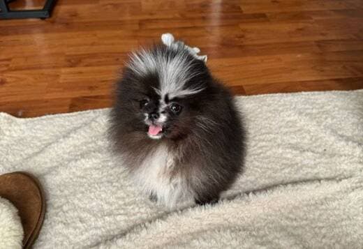 Beautiful Pomeranian Puppies For Sale.