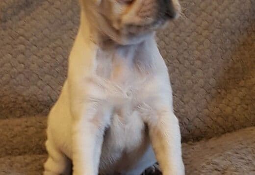 Pug Puppies Available For New Homes