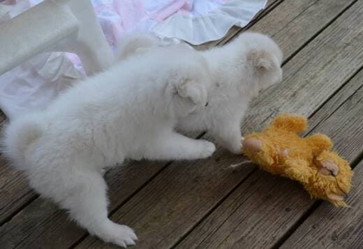 Adorable And Cute Little Samoyed Puppies