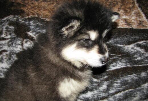 Obedient Alaskan Malamute puppies available
