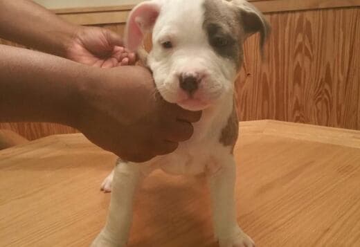 Potty Trained American Pitbull Terrier Puppies Ready for a New Home