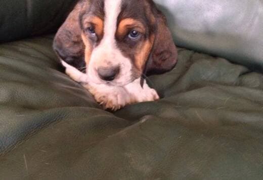 Cute Basset Hound puppies Searching For lovely homes