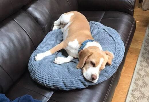 Adorable Beagle Puppies