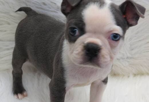 Healthy Boston Terrier Puppies Available