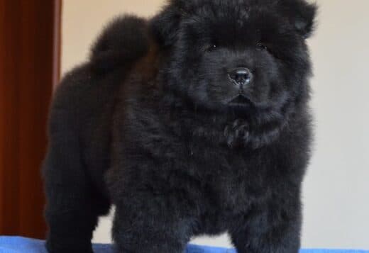 Affectionate Chow Chow Puppies For Rehoming