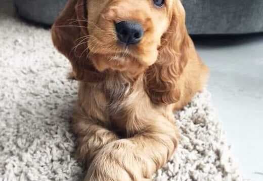 Beautiful Cocker Spaniel puppies Available Now!!