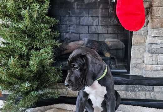 Champion bloodline Great Dane Puppies for sale
