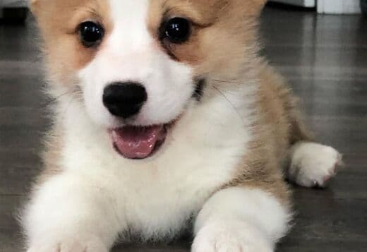 Pembroke Welsh Corgi Puppies