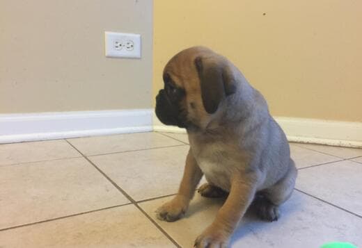 Pug Puppies Available For New Homes