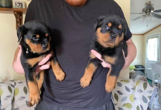 Home Raised Rottweiler Puppies