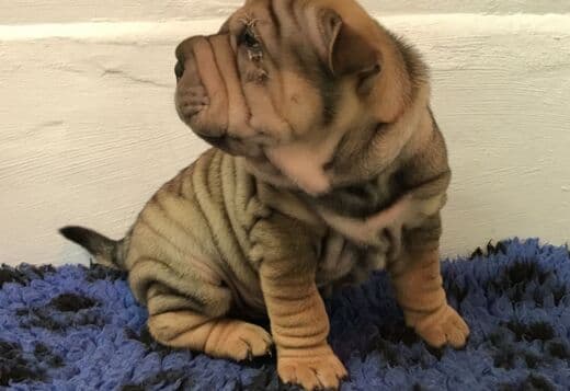 We Have Two Beautiful Shar Pei Puppies