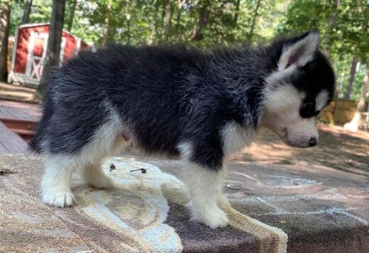 Gorgeous Siberian Husky Puppies available