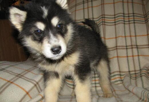 Obedient Alaskan Malamute puppies available
