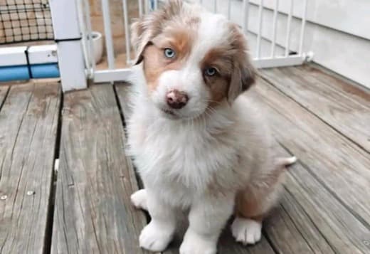 AKC Australian Shepherd puppies