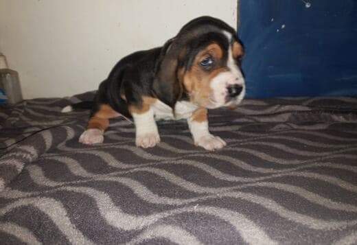Cute Basset Hound puppies Searching For lovely homes
