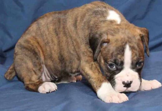 Healthy, Adorable Boxer Puppies Available