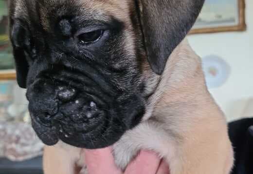 Top Quality Bullmastiff Puppies Available Now