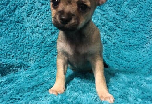 Potty Trained Chihuahua Puppies Looking for a New Home