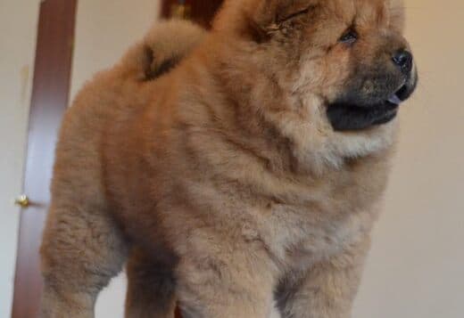 Affectionate Chow Chow Puppies For Rehoming