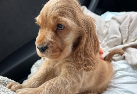 Beautiful Cocker Spaniel puppies Available Now!!