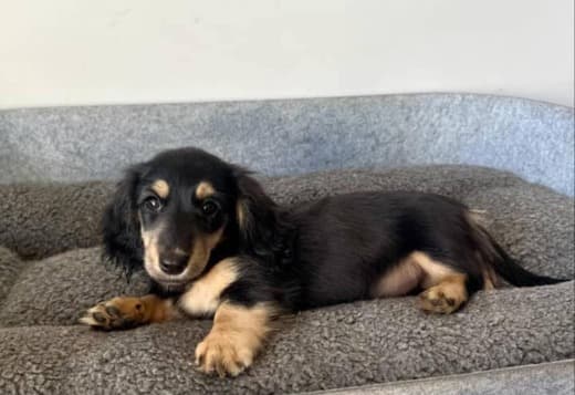 Gorgeous Dachshund Puppies for rehoming