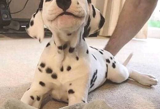 Male And Female Dalmatian Beautiful Puppies