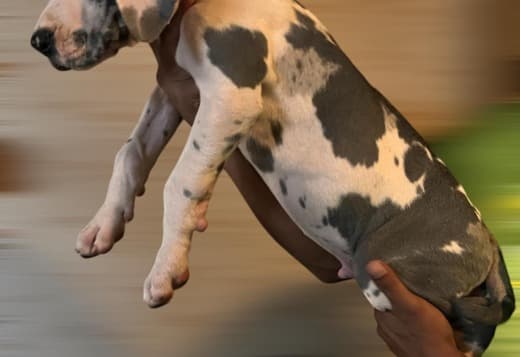 Champion bloodline Great Dane Puppies for sale
