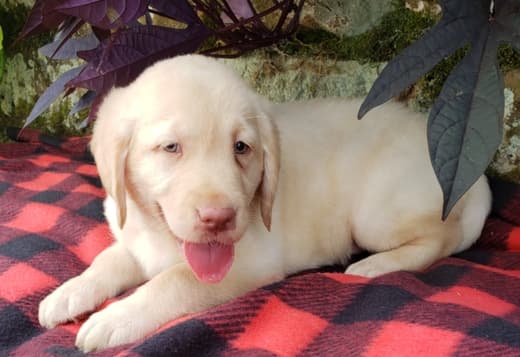 We Have Two Labrador Retriever Pups