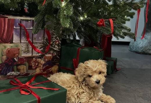 Magnificent Tea Cup Maltipoo Puppies