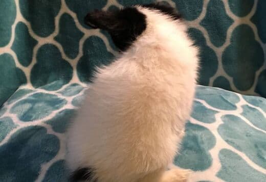 Adorable Papillon puppies