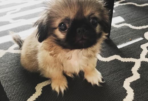 Purebred Pekingese for rehoming