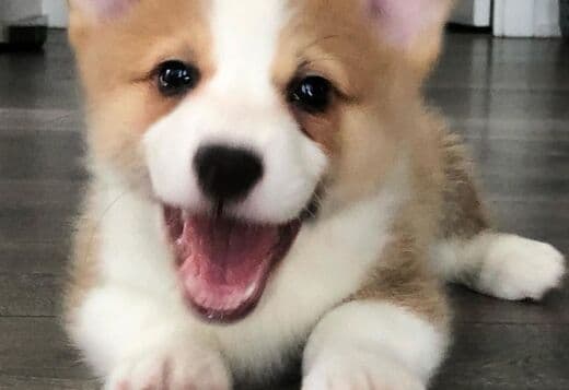 Pembroke Welsh Corgi Puppies