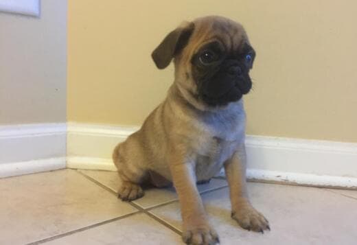 Pug Puppies Available For New Homes