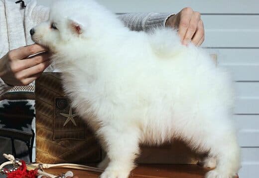 Adorable And Cute Little Samoyed Puppies
