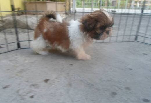 Adorable Shih Tzu Puppies
